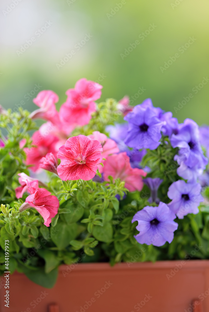 Basket of vibrant pink, purple and violet surfinia flowers or petunia in bloom hanging in summer. Background of group blooming petunia surfinia. Colorful decorative flowers on the balcony. Basket of vibrant pink, purple and violet surfinia flowers or petunia in bloom hanging in summer. Background of group blooming petunia surfinia. Colorful decorative flowers on the balcony.