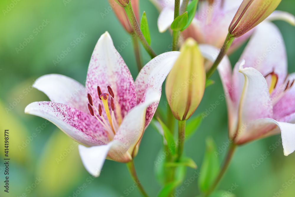 Amazing white pink Lilium Muscadet or Cogoleto (Lilium, Liliaceae) flower on natural green background. Selective focus. The blooming Oriental Anastasia Lilly hybrid.