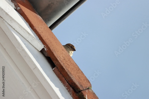 der Spatz auf dem Dach