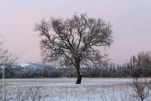 quercia innevata al tramonto