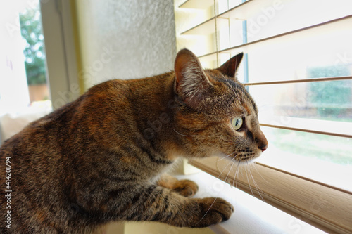 Fototapeta Naklejka Na Ścianę i Meble -  Pet tabby cat by window staring 