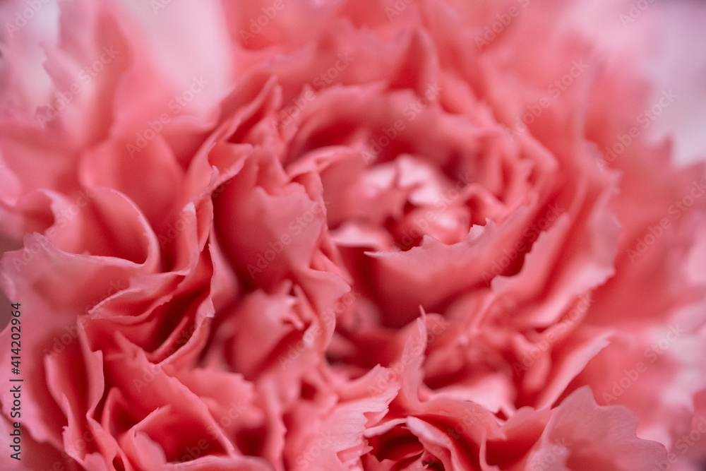 Macro of lacy pink flower
