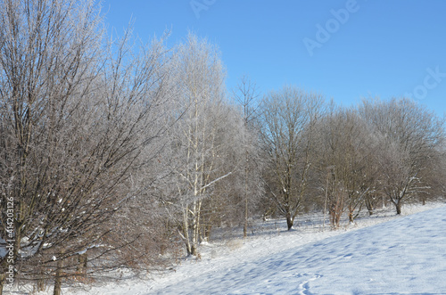 Bäume mit Raureif bei strengem Frost im Schnee