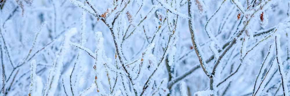 Snow and rime ice on the branches of bushes. Beautiful winter background with trees covered with hoarfrost. Plants in the park are covered with hoar frost. Cold snowy weather. Cool frosting texture.
