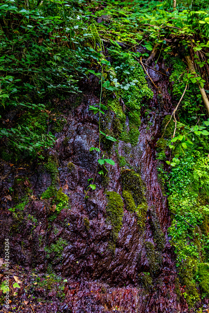 Moosiger Baum Moosiger Baum