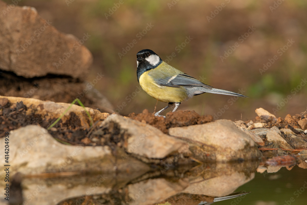 Fototapeta premium Carbonero común posado en el borde de la charca (Parus major)