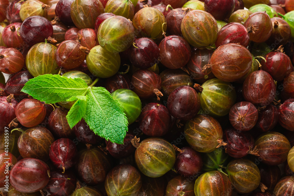 Gooseberry isolated on white background. Top view. Gooseberry isolated on white background. Top view.
