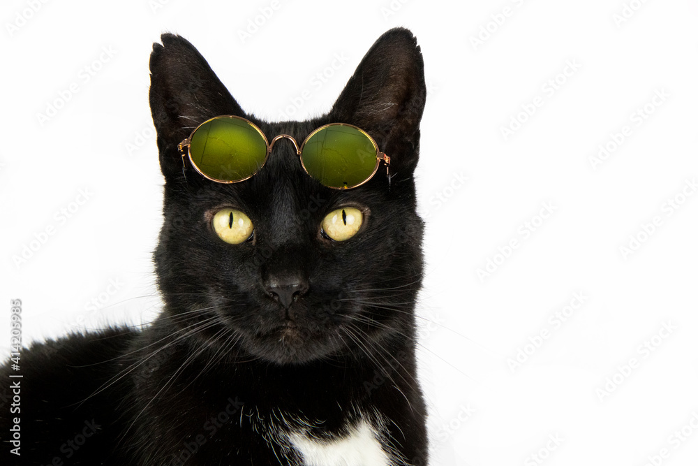 Black cat in studio sunglasses