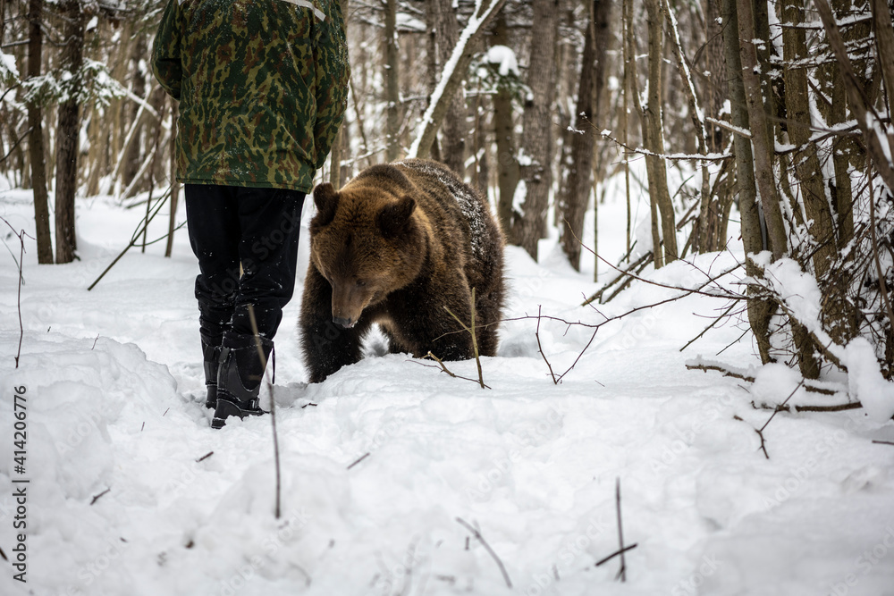 brown bear hunts and plays in the snowy winter forest brown bear hunts and plays in the snowy winter forest