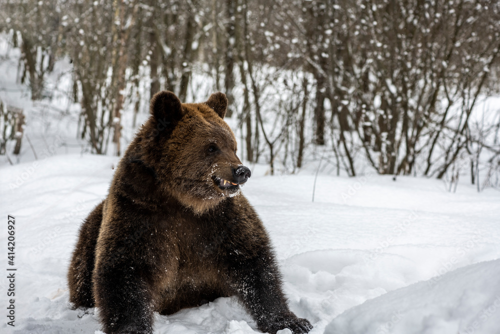 brown bear hunts and plays in the snowy winter forest brown bear hunts and plays in the snowy winter forest