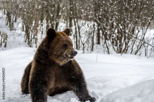 brown bear hunts and plays in the snowy winter forest © константин константи