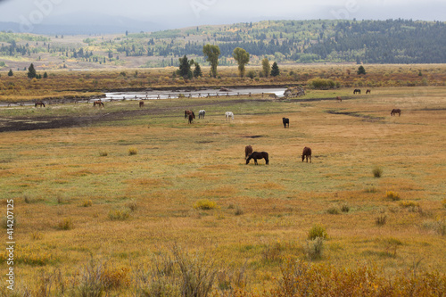 Buffalo in a field in Yellowstone.