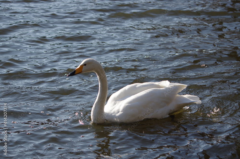 Obraz premium 厳しい寒さを避けて越冬で飛来地へと渡ってきた、美しい白い羽毛のオオハクチョウ