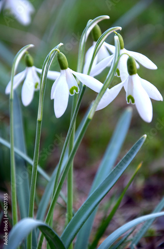beautiful spring flowers white snowdrops in the forest close up