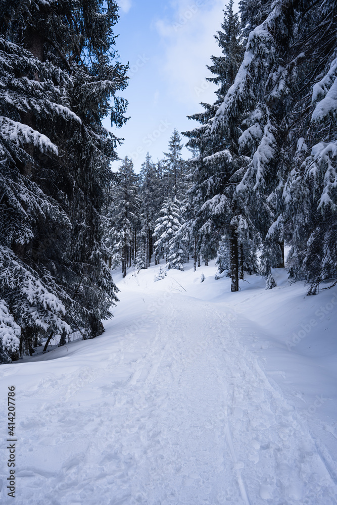 Snow covered path for the tourists in a winter forest. Snow covered path for the tourists in a winter forest.