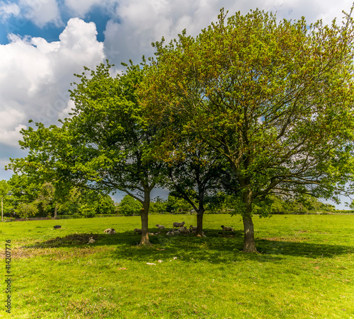 A panorama view of sheep sheltering from the sun under a tree close to the village of Laughton near Market Harborough  UK in springtime