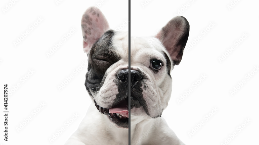 Fototapeta premium Excited, playful and calm. Fun and creative combination of portraits of young dogs with different emotions, various expression on splited multicolored background. Copyspace for ad.