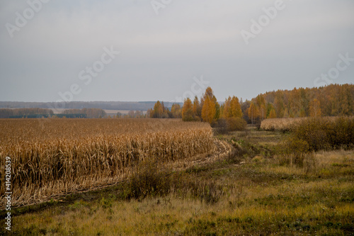 Corn field on the background of the autumn landscape.
