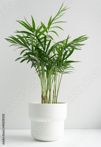 Bamboo palm or reed palm in a white pot on a windowsill