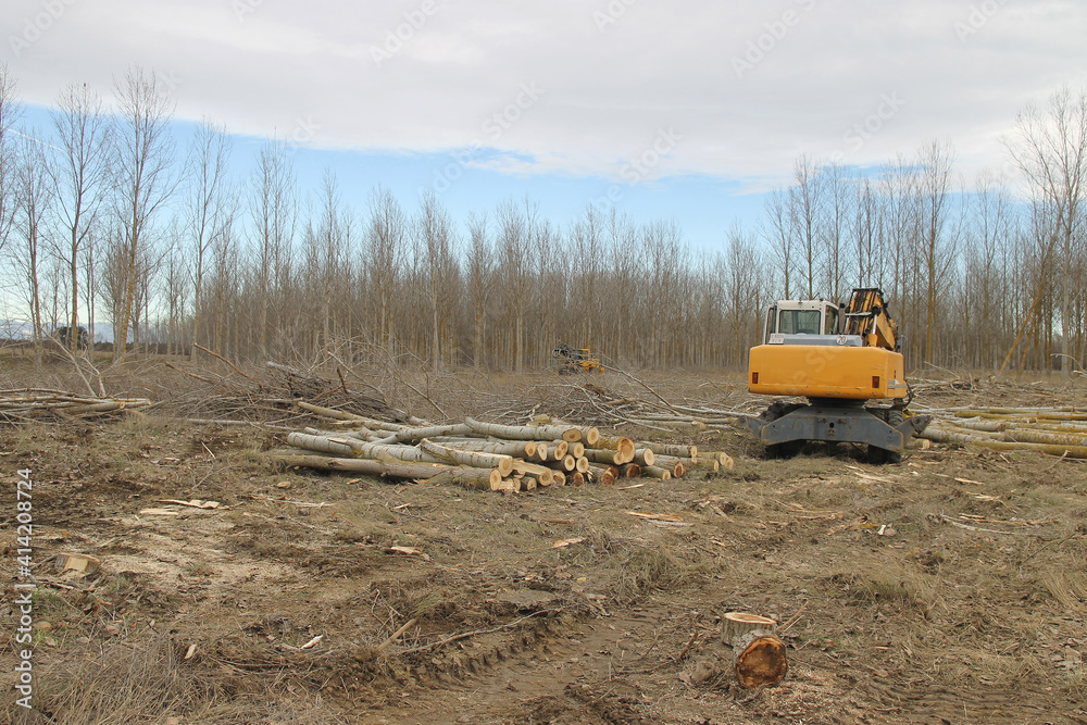 Fototapeta premium Different machinery working in the cutting of poplars in Spain