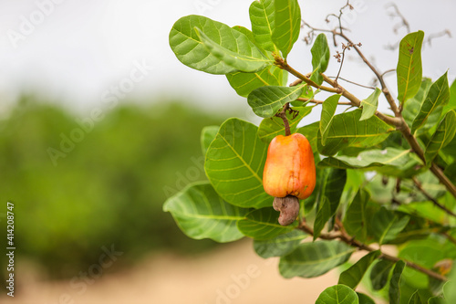 PLANTAÇÃO DE CAJU E CASTANHA NO NORDESTE DO BRASIL - PIAUÍ