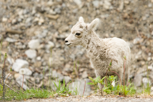 Icefields Parkway, Jasper National Park, Alberta, Canada. Baby Bighorn sheep
