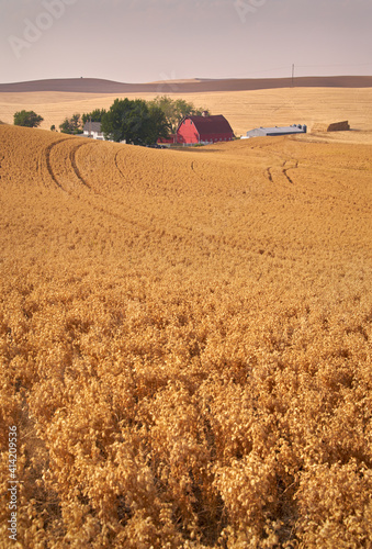 Tableau sur toile Chickpea Field and Farmstead vertical