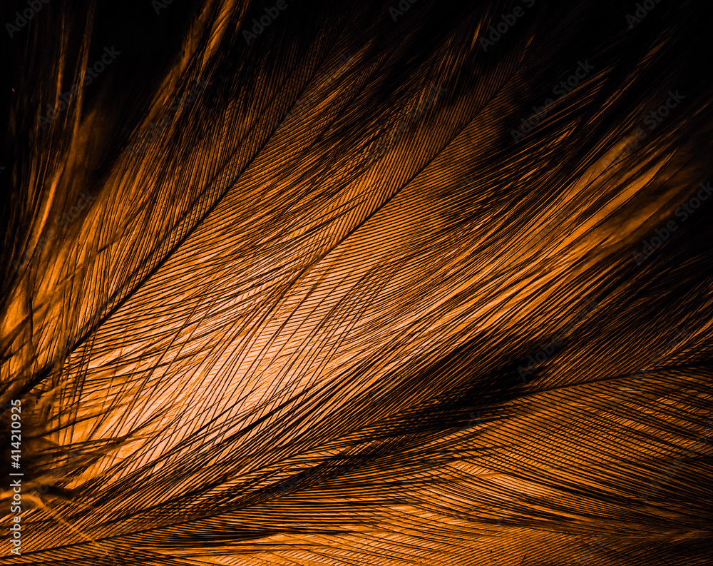 Beautiful abstract white and brown feathers on black background, soft