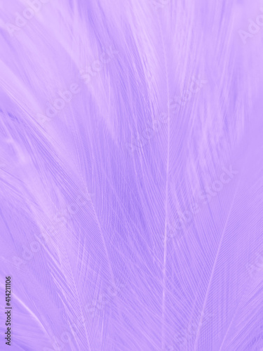 Beautiful abstract purple feathers on white background  black feather texture on dark pattern and purple background  colorful feather wallpaper  love theme  valentines day