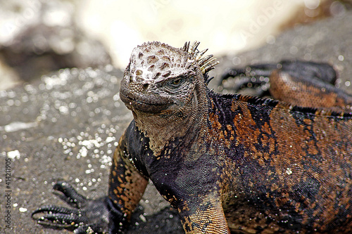 Iguana marina de las islas Gal  pagos - Ecuador