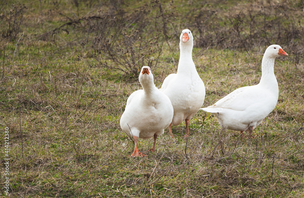 Three white geese are walking in the pasture. Domestic bird. High quality photo Three white geese are walking in the pasture. Domestic bird. High quality photo
