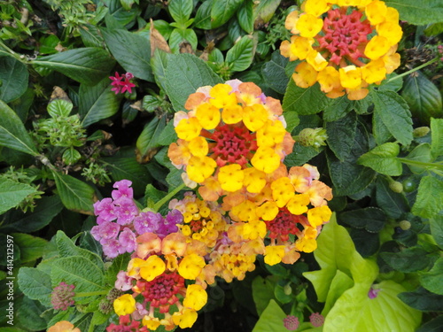 colorful flowers in the garden