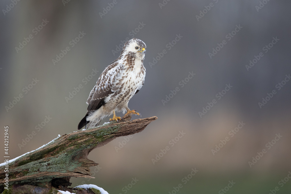 White common buzzard buteo buteo perching on old mossy treetrunk White common buzzard buteo buteo perching on old mossy treetrunk