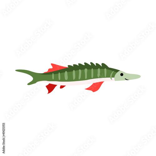 Sturgeon fish isolated icon. Animal of wildlife freshwater rivers. Luxury food, catch of fisherman. Flat vector illustration on white background, element for logo, label or menu.