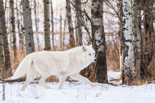 Canada, Alberta, Yamnuska Wolfdog Sanctuary. White wolfdog.