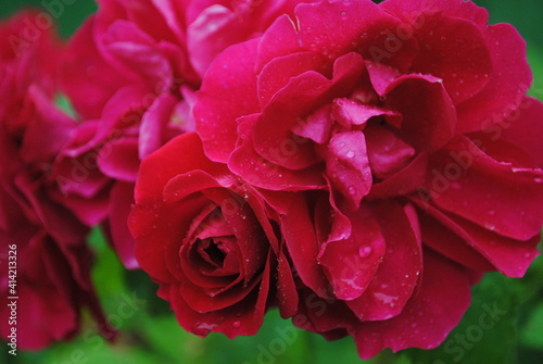 pink roses in garden