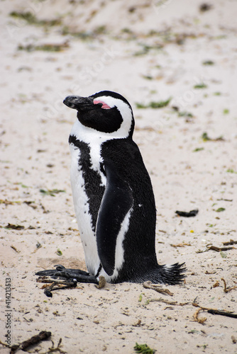 Close-up of an African Penguin (Spheniscus demersus) standing on the sand with its eyes closed in Boulders Beach, South Africa.