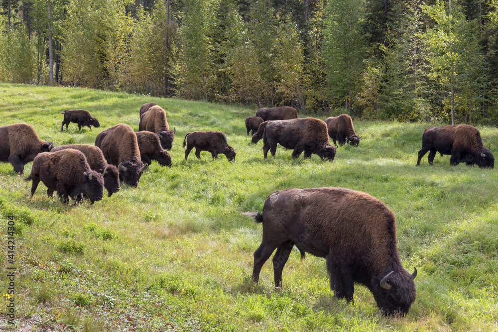 Canada, British Columbia. Bison grazing on grass. Canada, British Columbia. Bison grazing on grass.