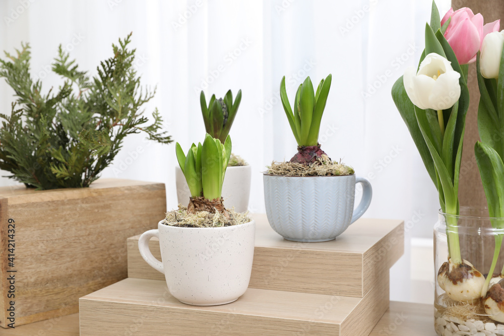 Fototapeta premium Potted hyacinth plants and tulips with bulbs on wooden table