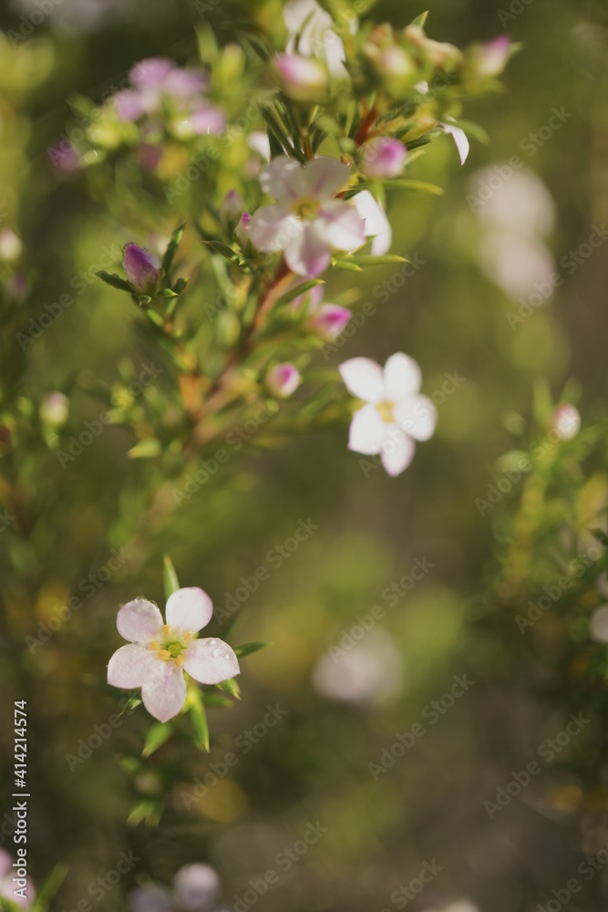 FONDO SUAVE, DELICADO, DIFUSO. DESTACA UNA PEQUEÑA FLOR BLANCA. FONDO SUAVE, DELICADO, DIFUSO. DESTACA UNA PEQUEÑA FLOR BLANCA.