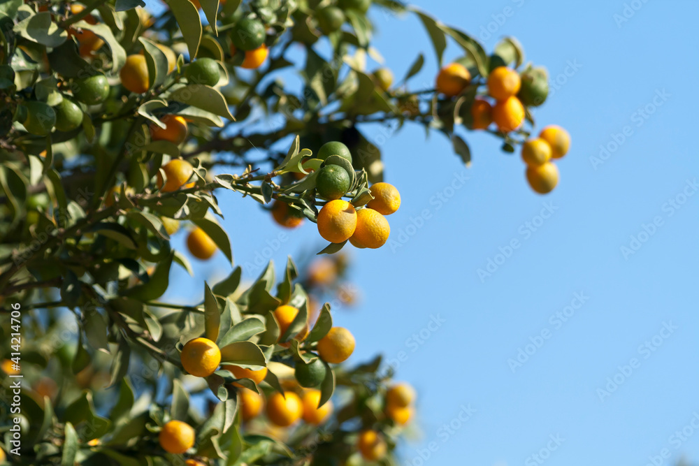 Kumquat tree with fruit