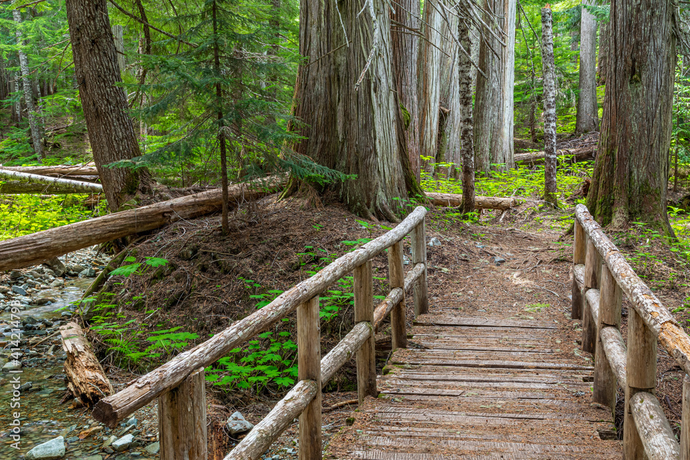 Fototapeta premium Canada, British Columbia, Showh Lakes Recreation Area. Ancient Cedars Trail scenic.