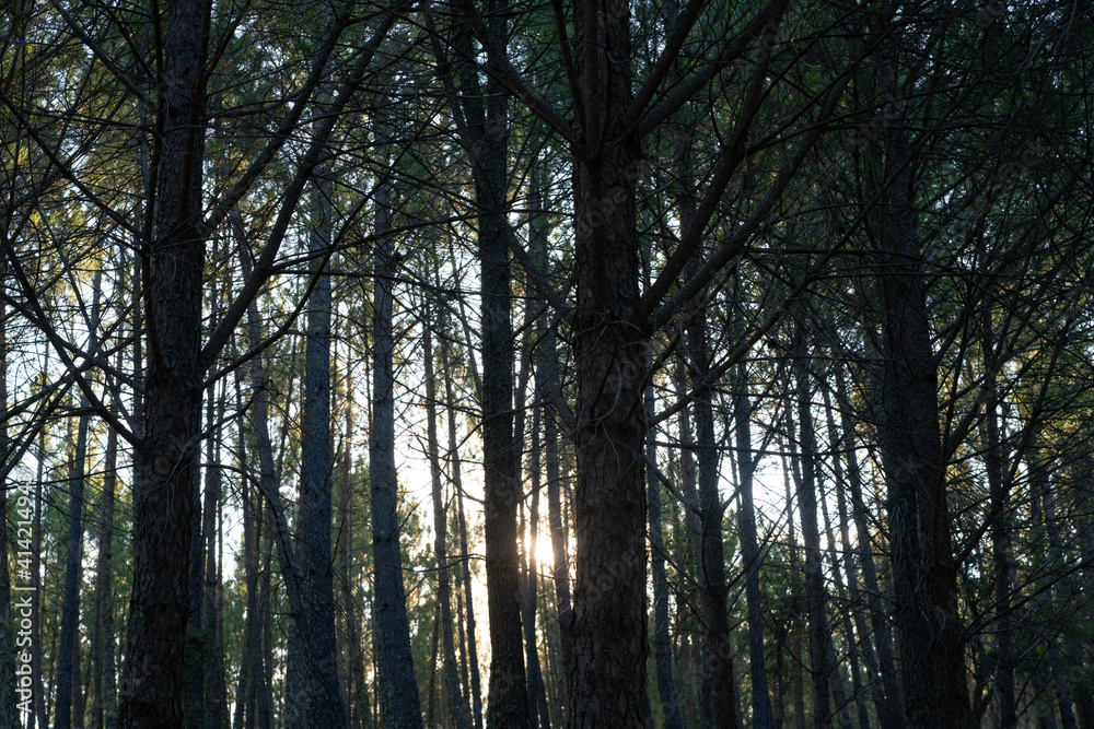 Sun behind pine trees silhouette closeup details Sun behind pine trees silhouette closeup details