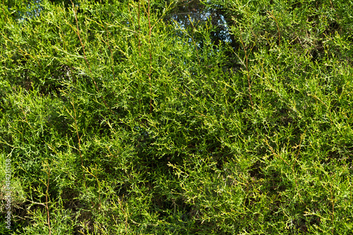 Green cedar hedge texture
