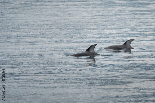 Canada, British Columbia. A pair of Pacific White-sided Dolphin (Lagenorhynchus obliquidens) swim by on Blackfish Sound.