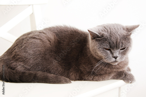 Fototapeta Naklejka Na Ścianę i Meble -  sleepy cat laying on the chair