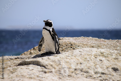 An African Penguin (Spheniscus demersus) standing on the rock with the sea in the background in Boulders Beach, South Africa.