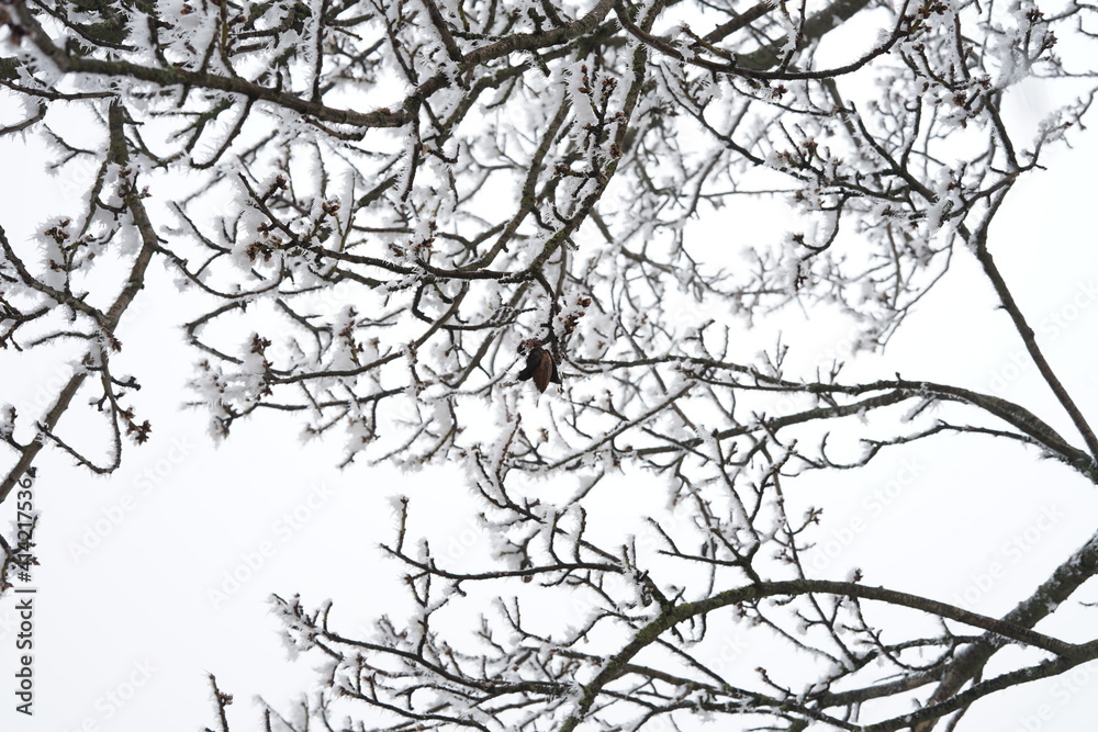 Obraz premium silhouette of almond trees with frost snow