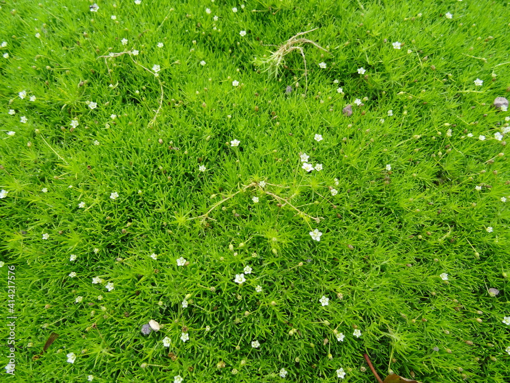 Sagina subulata (heath pearlwort, Irish-moss, awl-leaf pearlwort or ...