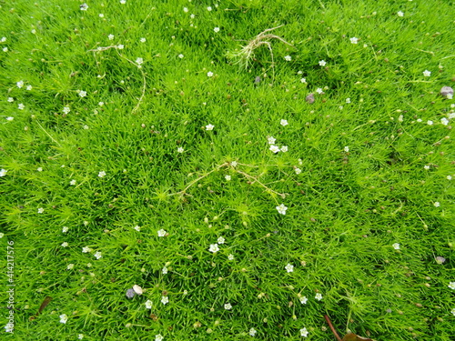 Sagina subulata (heath pearlwort, Irish-moss, awl-leaf pearlwort or Scottish moss).